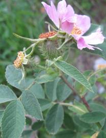 Fotografia da espécie Rosa villosa