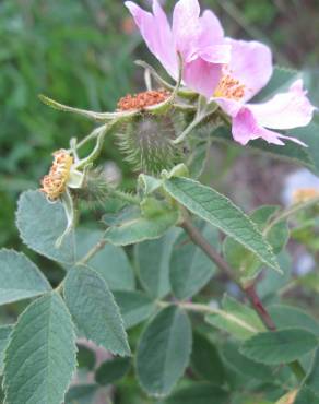 Fotografia 8 da espécie Rosa villosa no Jardim Botânico UTAD