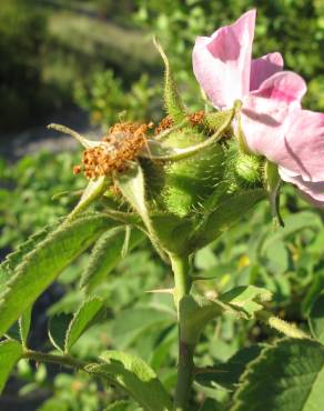 Fotografia 9 da espécie Rosa villosa no Jardim Botânico UTAD