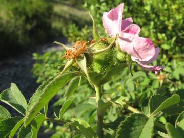 Fotografia da espécie Rosa villosa