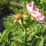 Fotografia 9 da espécie Rosa villosa do Jardim Botânico UTAD