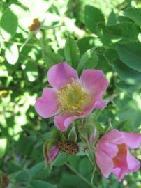 Fotografia da espécie Rosa villosa