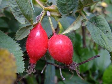 Fotografia da espécie Rosa villosa