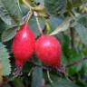 Fotografia 14 da espécie Rosa villosa do Jardim Botânico UTAD