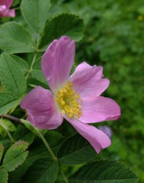 Fotografia 15 da espécie Rosa villosa no Jardim Botânico UTAD