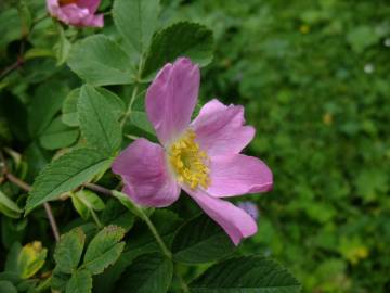 Fotografia da espécie Rosa villosa