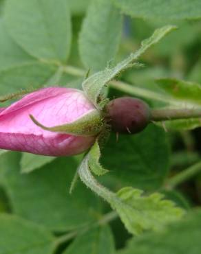 Fotografia 18 da espécie Rosa villosa no Jardim Botânico UTAD