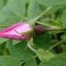 Fotografia 18 da espécie Rosa villosa do Jardim Botânico UTAD