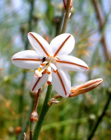 Fotografia de capa Asphodelus tenuifolius - do Jardim Botânico