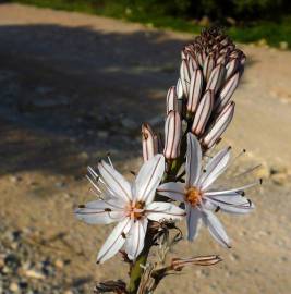 Fotografia da espécie Asphodelus tenuifolius