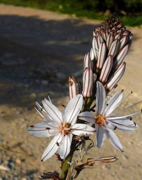 Fotografia 10 da espécie Asphodelus tenuifolius no Jardim Botânico UTAD