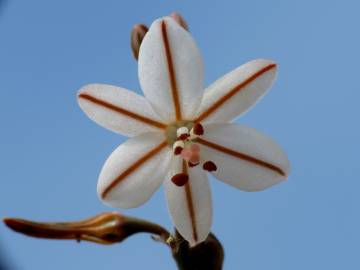 Fotografia da espécie Asphodelus tenuifolius