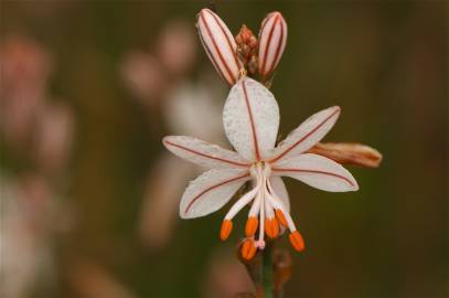 Fotografia da espécie Asphodelus tenuifolius