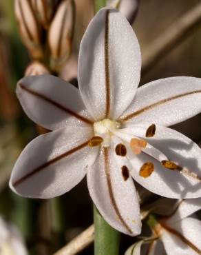 Fotografia 14 da espécie Asphodelus tenuifolius no Jardim Botânico UTAD