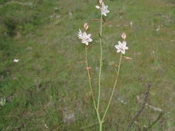 Fotografia da espécie Asphodelus tenuifolius