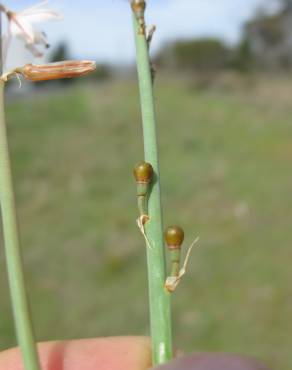 Fotografia 17 da espécie Asphodelus tenuifolius no Jardim Botânico UTAD