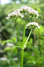 Fotografia da espécie Valeriana officinalis