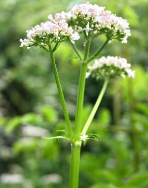 Fotografia 7 da espécie Valeriana officinalis no Jardim Botânico UTAD