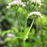 Fotografia 7 da espécie Valeriana officinalis do Jardim Botânico UTAD