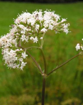 Fotografia 8 da espécie Valeriana officinalis no Jardim Botânico UTAD