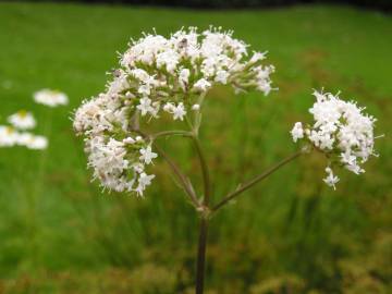 Fotografia da espécie Valeriana officinalis