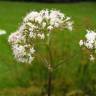 Fotografia 8 da espécie Valeriana officinalis do Jardim Botânico UTAD