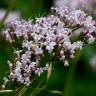 Fotografia 9 da espécie Valeriana officinalis do Jardim Botânico UTAD