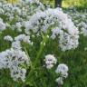 Fotografia 10 da espécie Valeriana officinalis do Jardim Botânico UTAD