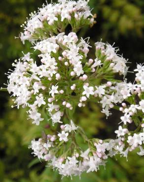 Fotografia 11 da espécie Valeriana officinalis no Jardim Botânico UTAD