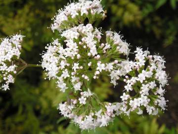 Fotografia da espécie Valeriana officinalis