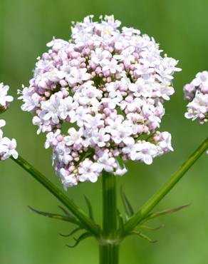 Fotografia 12 da espécie Valeriana officinalis no Jardim Botânico UTAD