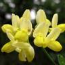 Fotografia 10 da espécie Coronilla glauca do Jardim Botânico UTAD