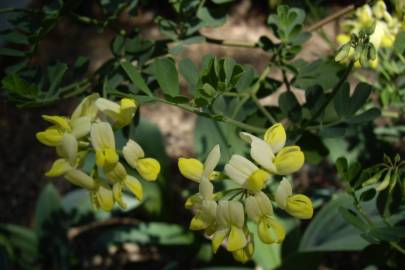 Fotografia da espécie Coronilla glauca