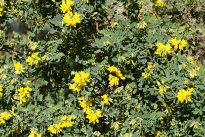 Fotografia da espécie Coronilla glauca