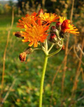 Fotografia 9 da espécie Crepis aurea no Jardim Botânico UTAD