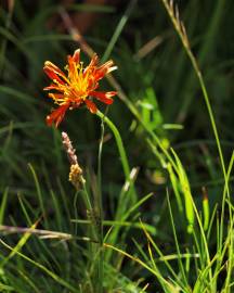 Fotografia da espécie Crepis aurea