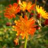 Fotografia 11 da espécie Crepis aurea do Jardim Botânico UTAD