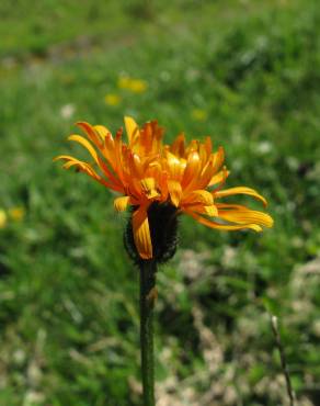 Fotografia 12 da espécie Crepis aurea no Jardim Botânico UTAD