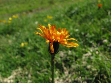 Fotografia da espécie Crepis aurea