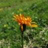 Fotografia 12 da espécie Crepis aurea do Jardim Botânico UTAD