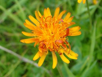 Fotografia da espécie Crepis aurea