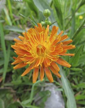 Fotografia 15 da espécie Crepis aurea no Jardim Botânico UTAD