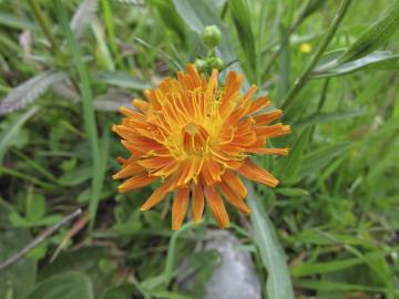 Fotografia da espécie Crepis aurea