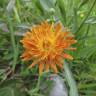 Fotografia 15 da espécie Crepis aurea do Jardim Botânico UTAD