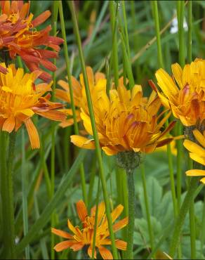 Fotografia 16 da espécie Crepis aurea no Jardim Botânico UTAD