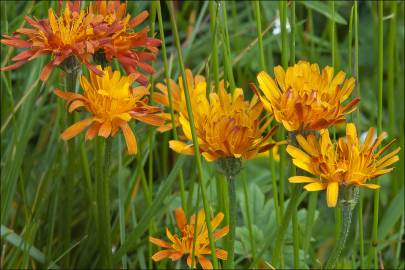 Fotografia da espécie Crepis aurea