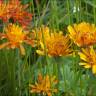 Fotografia 16 da espécie Crepis aurea do Jardim Botânico UTAD