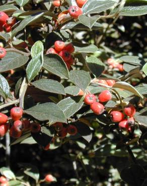 Fotografia 8 da espécie Cotoneaster pannosus no Jardim Botânico UTAD