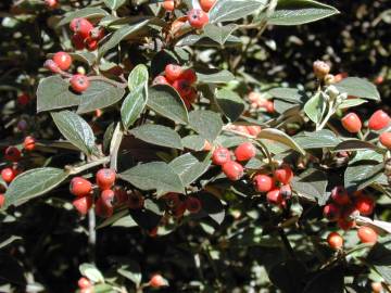 Fotografia da espécie Cotoneaster pannosus