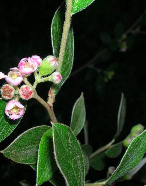 Fotografia 9 da espécie Cotoneaster pannosus no Jardim Botânico UTAD